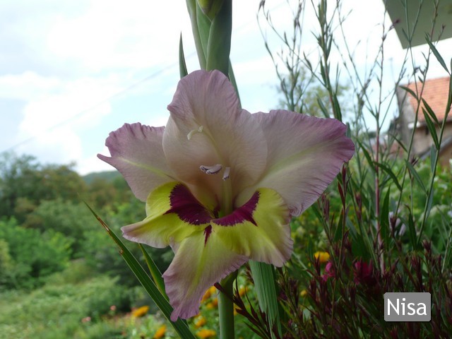 gladiola