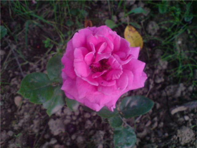 rosa2