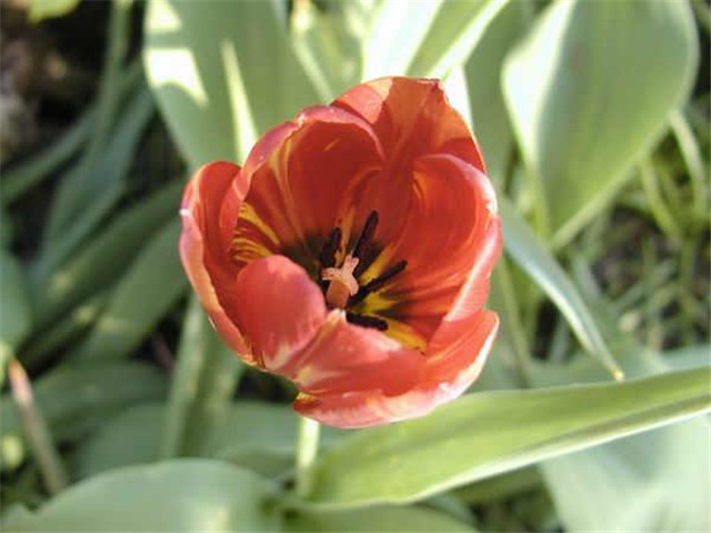 Tulipani