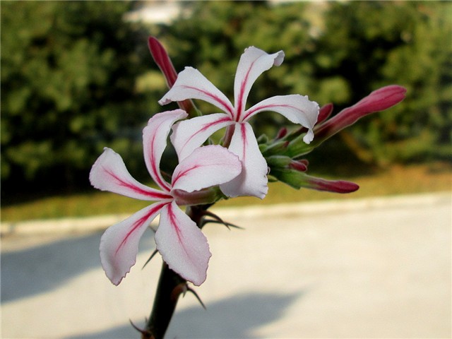 Pachypodium succulentum