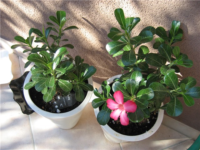 adenium