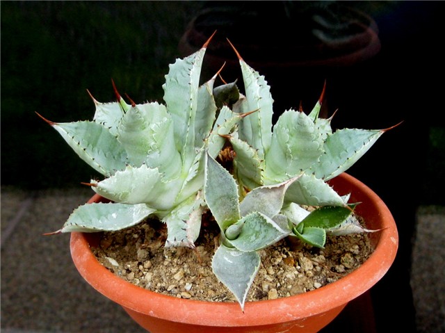 Agave potatorum
