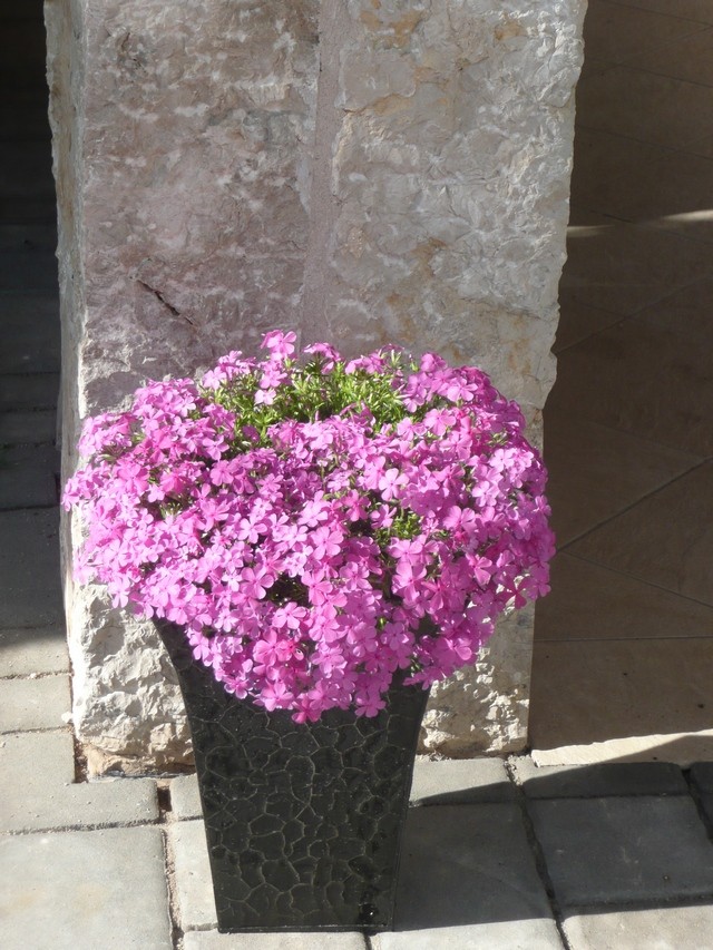 phlox
