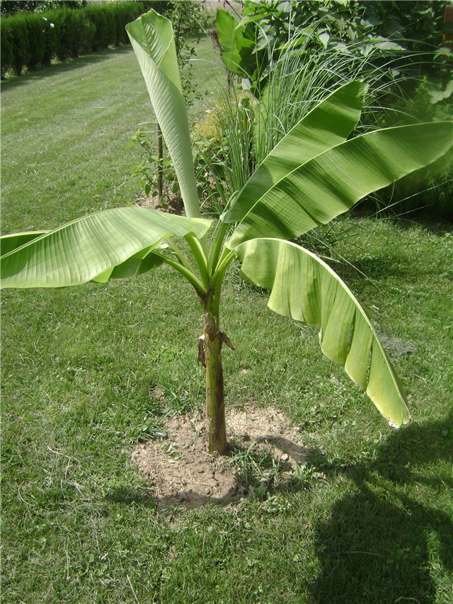banana1