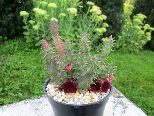 Huernia macrocarpa