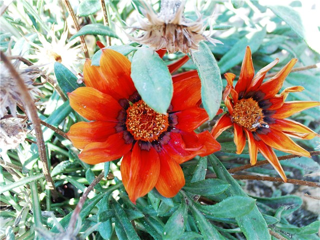 gazanija