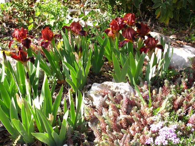 Iris barbata nana 