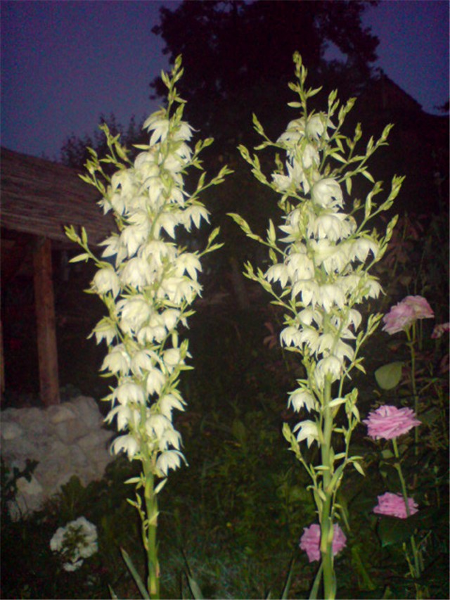 dvorište