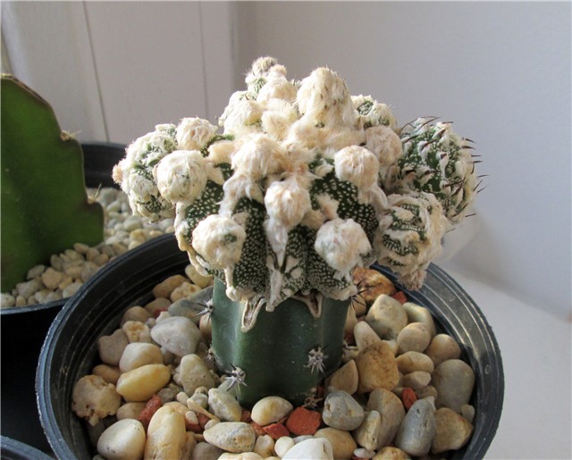 Astrophytum Myriostigma Fukuryu 