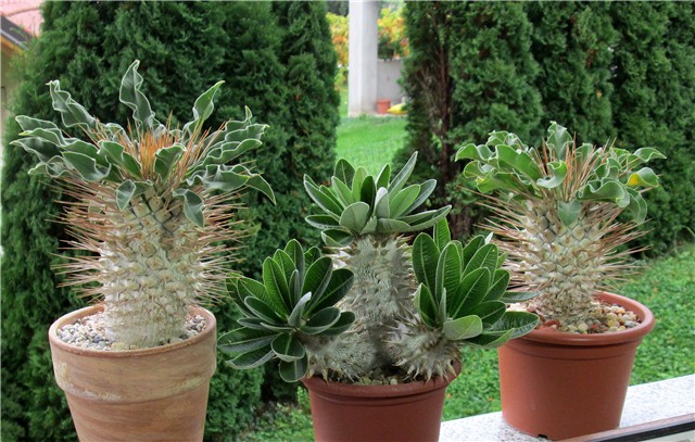 Pachypodium  densiflorum namaquanum