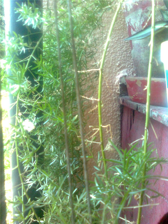 asparagus