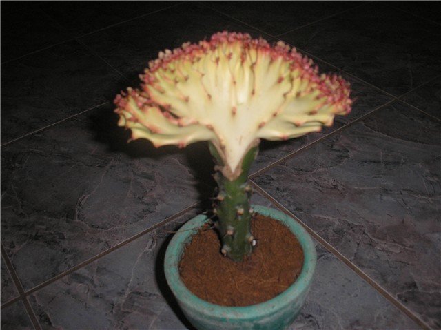 kaktus