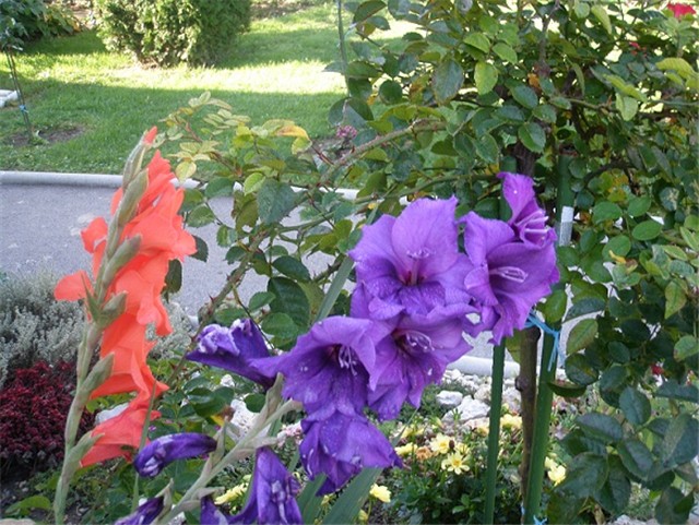 gladiole