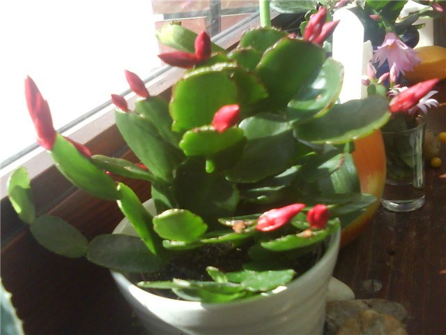 Uskrsni (ljetni) kaktus, epiphyllum, crveni cvijet