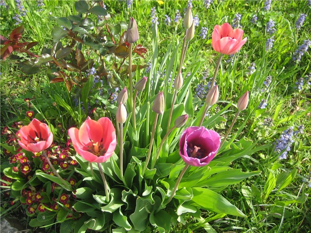 Tulipani