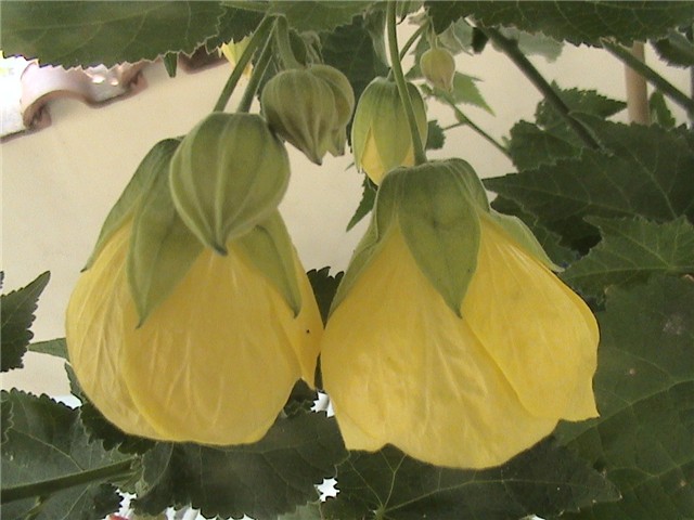 Abutilon