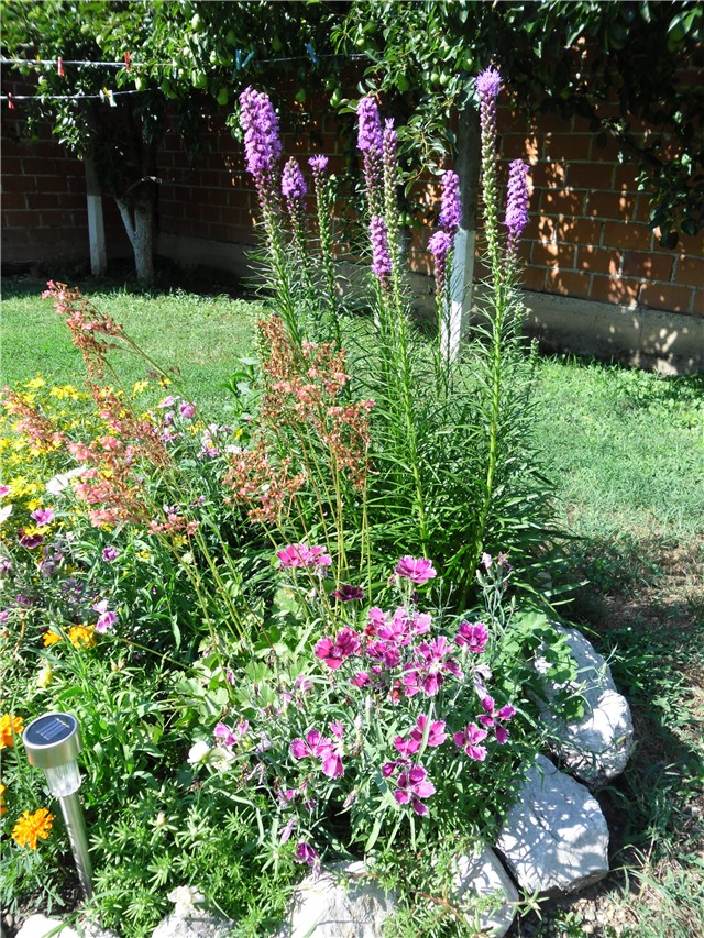 liatris