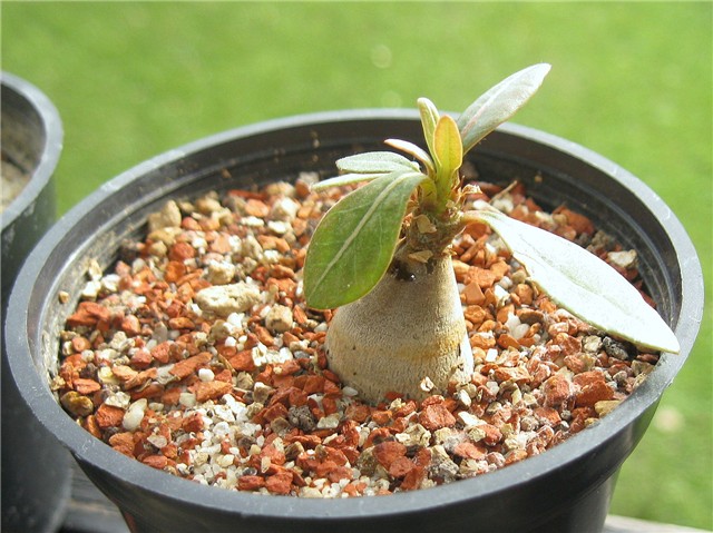 Adenium socotranum