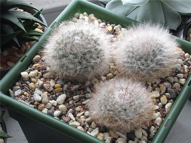 mammillaria guelzowiana