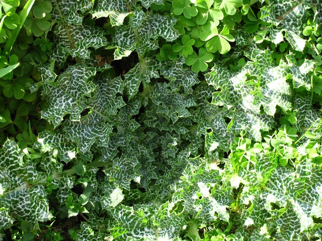 Silybum marianum
