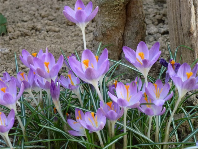 Crocus kuća