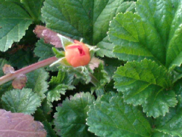 Geum Coccineum