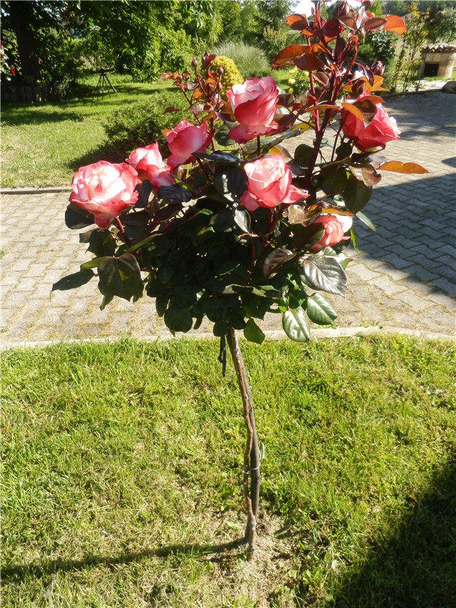 ruža stablašica