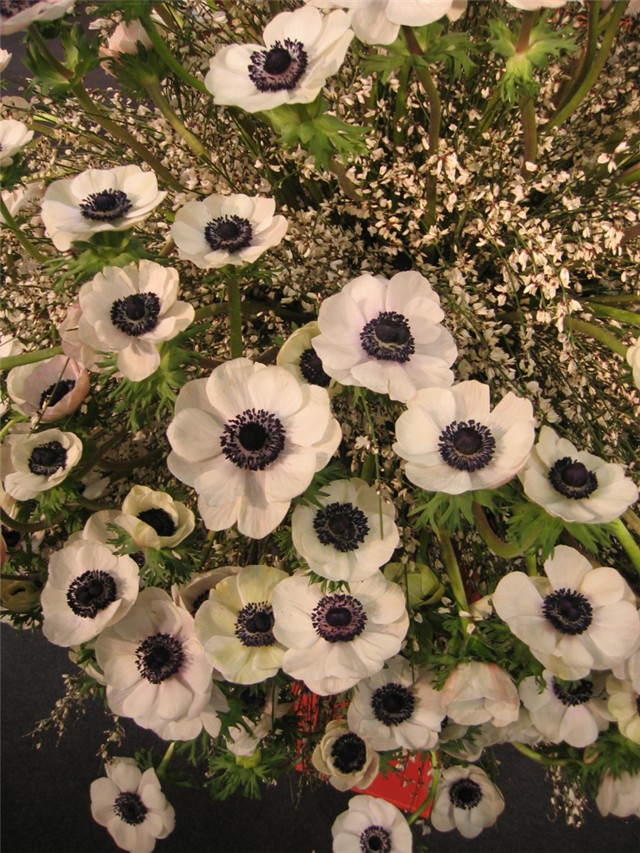 Padova 2006