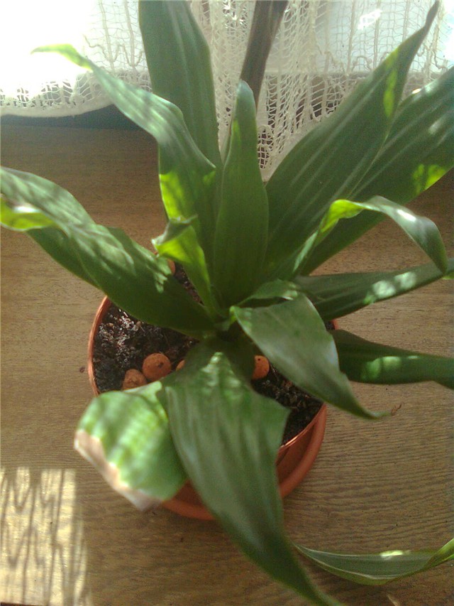 dracena