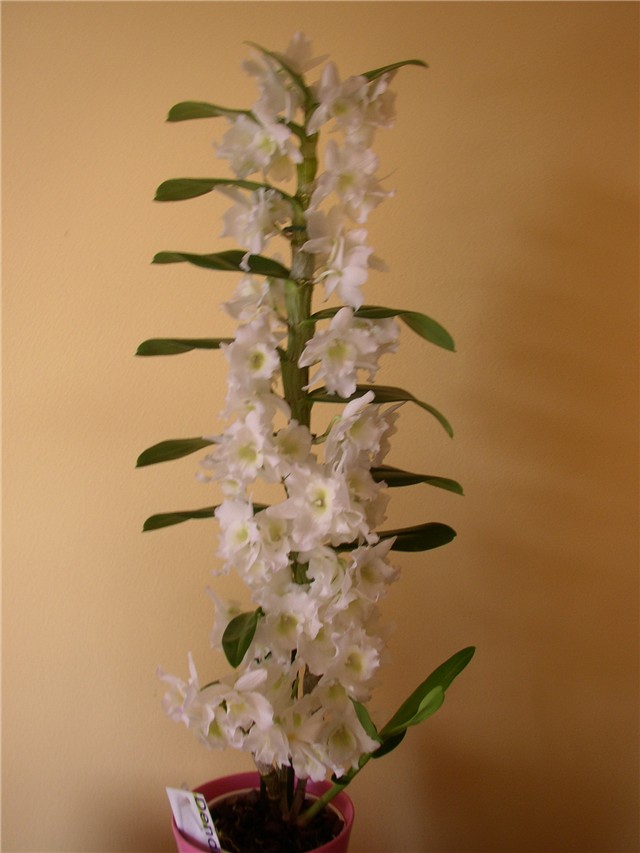 dendrobium nobile