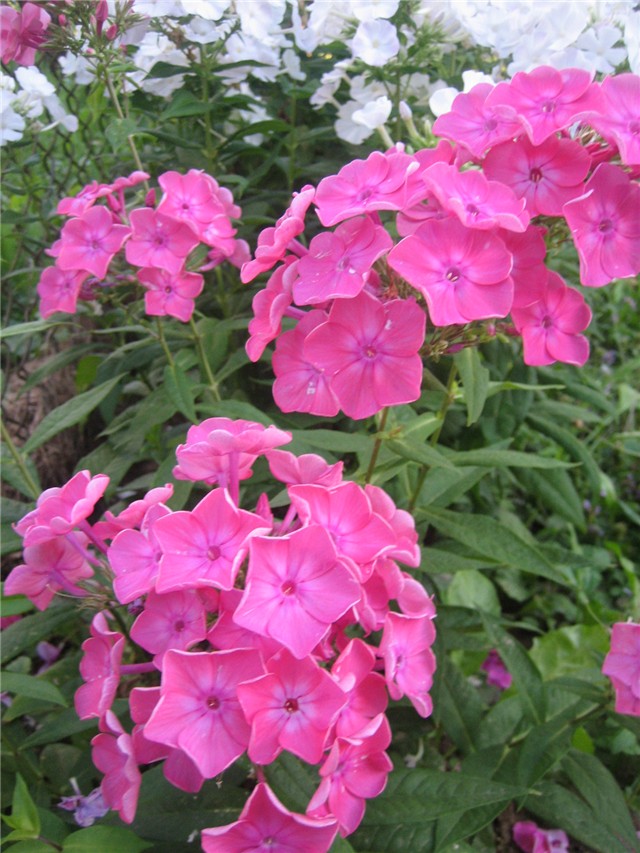 c. phlox