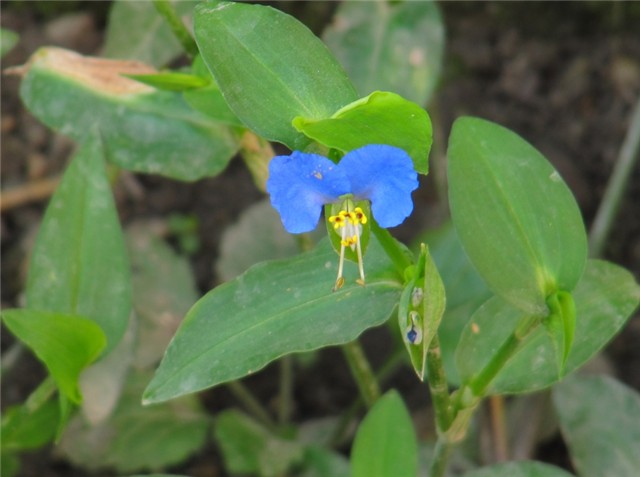 Tradescantia