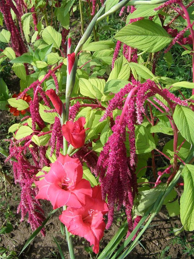 Gladiola u ščiru