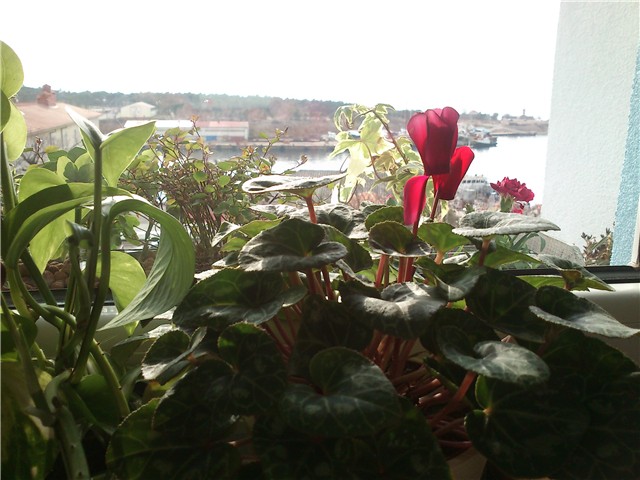 moj balkon