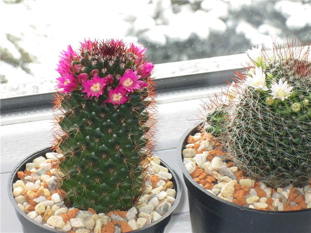 mammillaria (?)