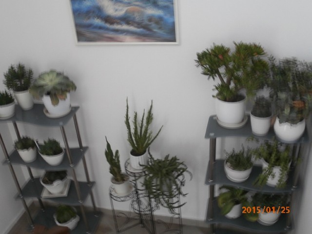 suklenti 1