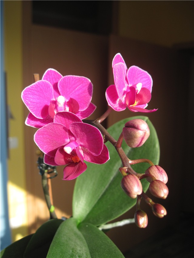 Calimero Phalaenopsis