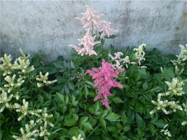 astilbe