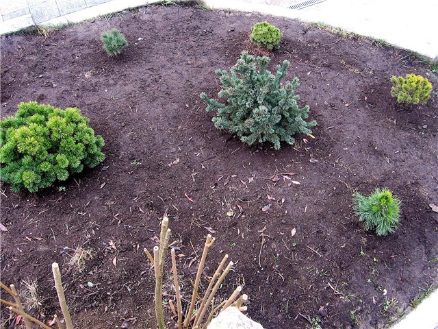 Pinetum1