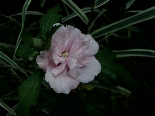 sirijski hibiskus dupli