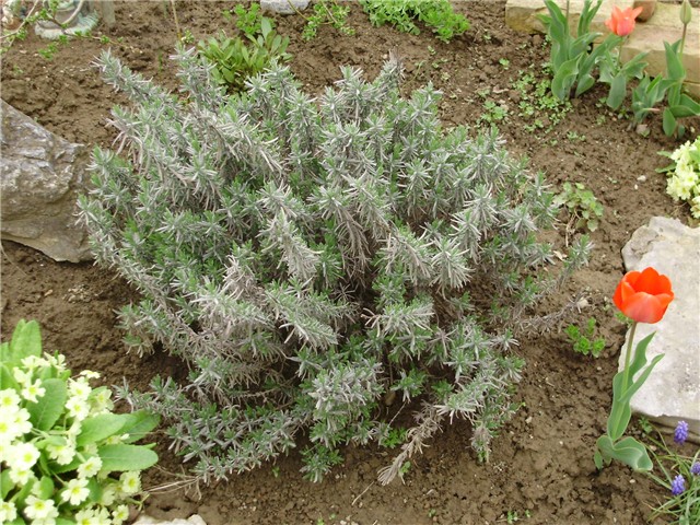 lavanda