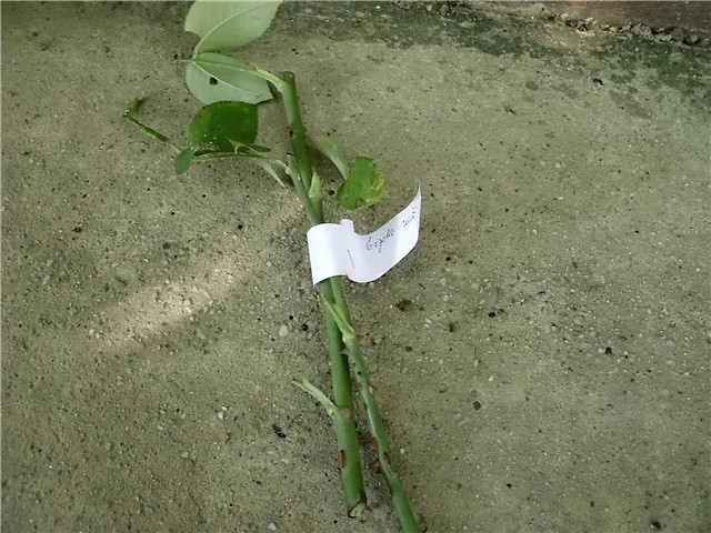  reznice bijele ruže