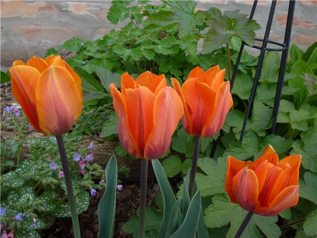 Tulipani P.I.
