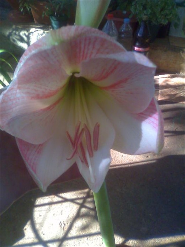 Amaryllis Cvijet