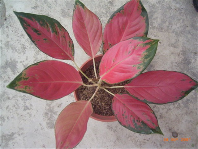 Aglaonema