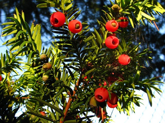 Taxus baccata