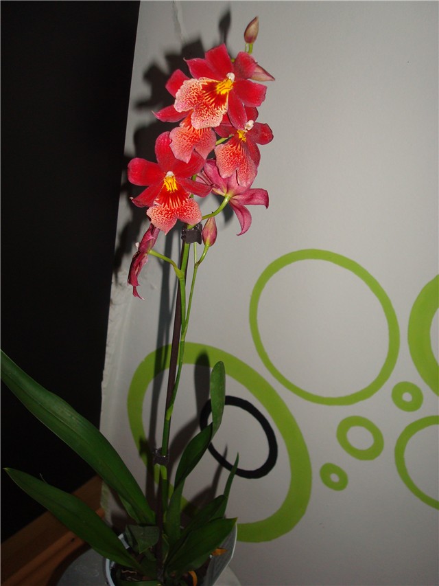 oncidium crveni