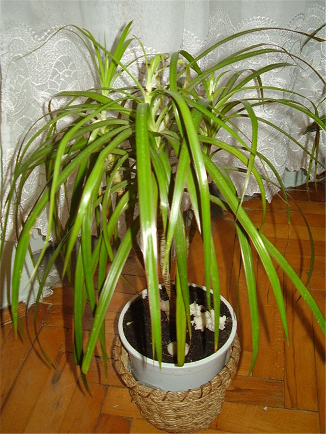 Dracena