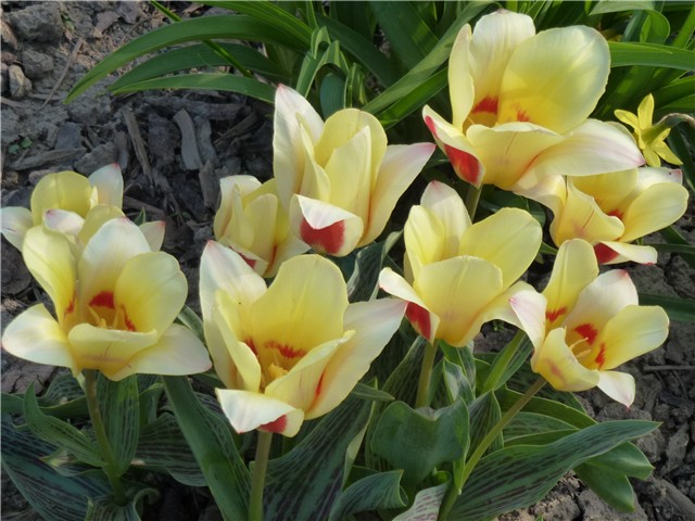 Tulipani Sreća