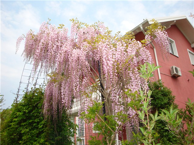 wisteria japonica rosea